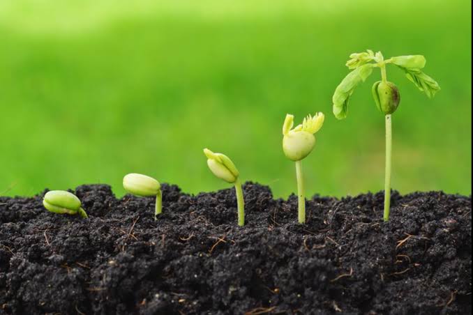 Organic Fertilizer Use